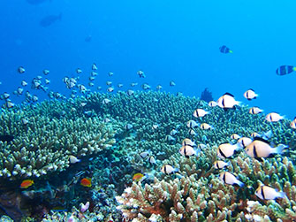 浅瀬から水深20ｍ以深まで美しいサンゴが集まっています