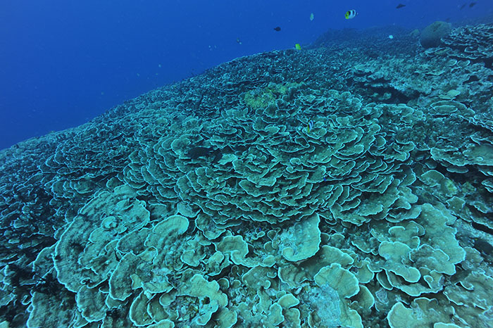 日本から近いグアムの海にもキャベツコーラル（リュウキュウキッカサンゴ類）の大群落が